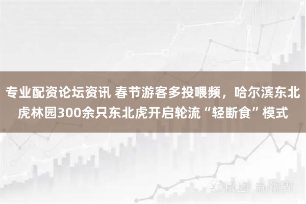 专业配资论坛资讯 春节游客多投喂频，哈尔滨东北虎林园300余只东北虎开启轮流“轻断食”模式